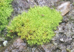 Trichostomum crispulum