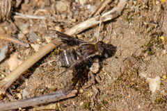 Hemipenthes differens