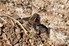 Hemipenthes differens