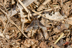 Hemipenthes differens