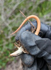 Plestiodon skiltonianus skiltonianus