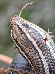 Plestiodon skiltonianus skiltonianus