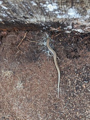 Plestiodon skiltonianus skiltonianus