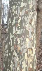 Platanus