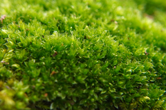 Bryum
