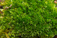 Bryum