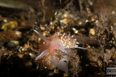 Facelina bostoniensis