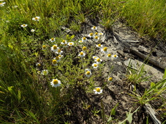 Anthemis ruthenica