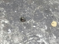 Brachyplatys subaeneus