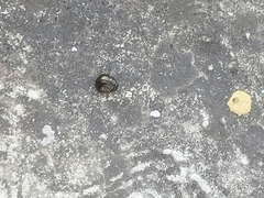 Brachyplatys subaeneus