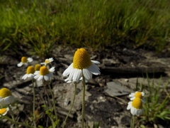 Anthemis ruthenica