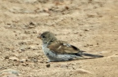 Passer diffusus stygiceps