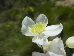 Thalictrum tuberosum