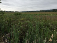 Rhododendron groenlandicum
