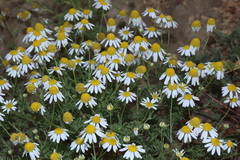 Anthemis cotula