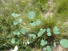 Thalictrum tuberosum