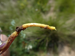 Thalictrum tuberosum