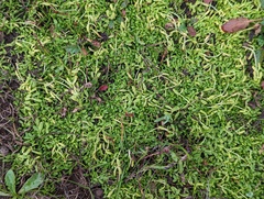 Callitriche marginata