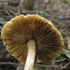 Inocybe semifulva