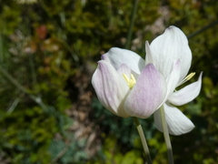 Thalictrum tuberosum