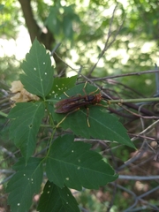Polistes cavapyta