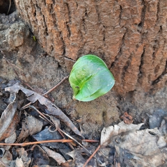 Arum cylindraceum