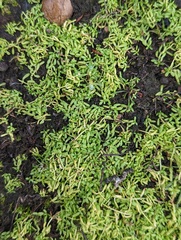 Callitriche marginata