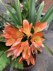 Clivia