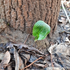Arum cylindraceum