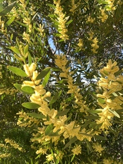 Acacia longifolia