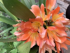 Clivia