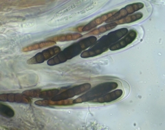 Splanchnonema platani