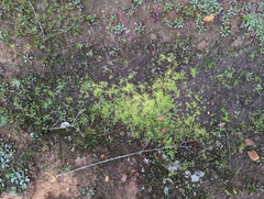 Callitriche marginata