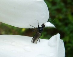 Dilophus