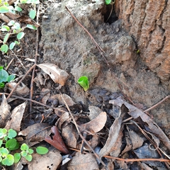 Arum cylindraceum