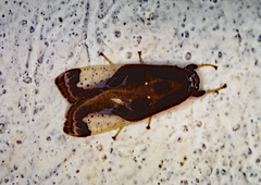 Bertholdia albipuncta