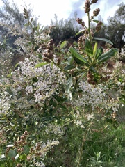 Ceanothus