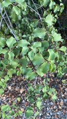 Prunus ilicifolia