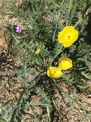 Eulobus crassifolius