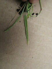 Eragrostis pectinacea