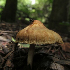 Inocybe semifulva