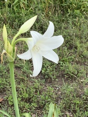Crinum moorei