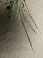 Eragrostis pectinacea