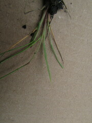 Eragrostis pectinacea