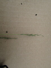 Eragrostis pectinacea