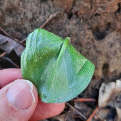 Arum cylindraceum