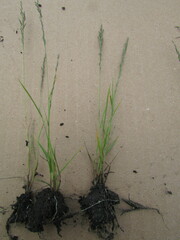 Eragrostis pectinacea