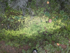 Callitriche marginata