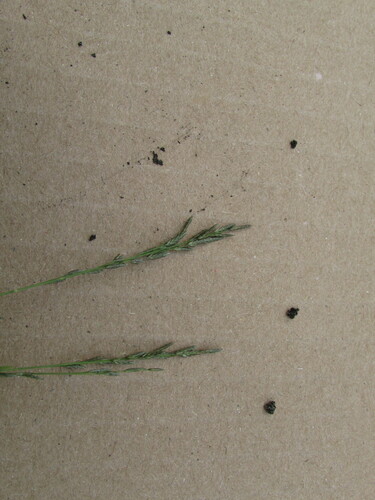 Image of Carolina love grass by (c) Carlos Martorell, some rights reserved (CC BY)