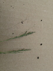 Eragrostis pectinacea